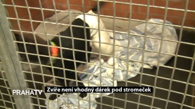 Zvíře není vhodný dárek pod stromeček