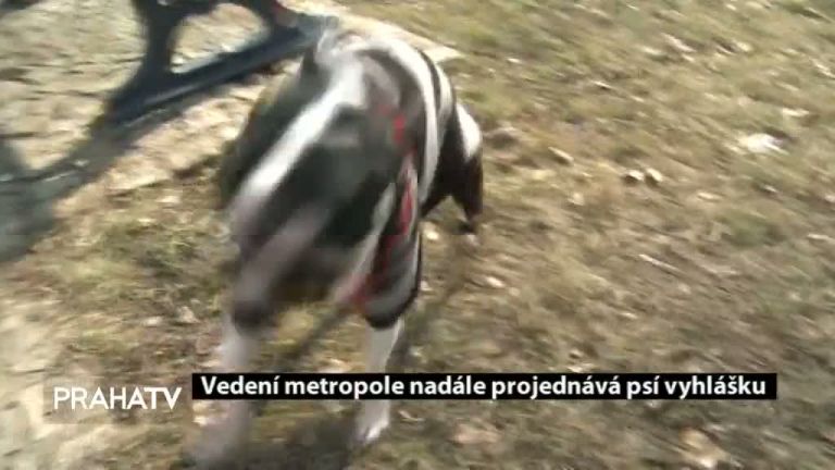 Vedení metropole nadále projednává psí vyhlášku