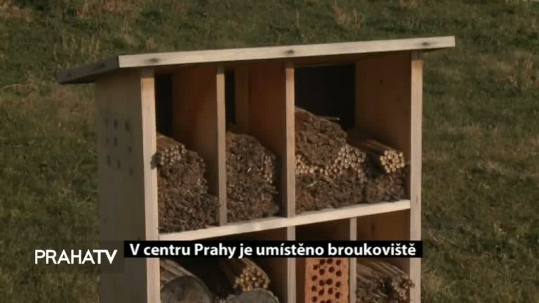 V centru Prahy je umístěno broukoviště