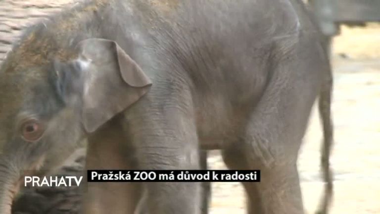 Pražská ZOO má důvod k radosti