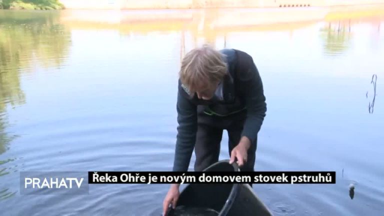 Řeka Ohře je novým domovem stovek pstruhů