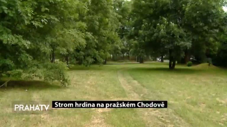 Strom hrdina na pražském Chodově 