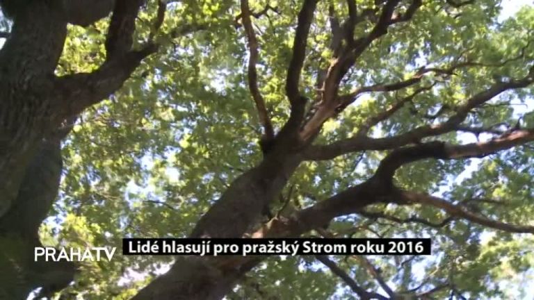 Lidé hlasují pro pražský Strom roku 2016