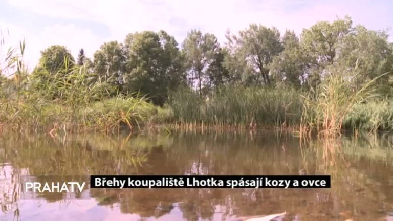 Břehy koupaliště Lhotka spásají ovce a kozy