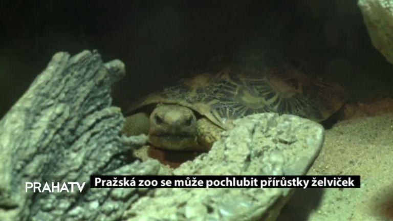 Pražská zoo se může pochlubit přírůstky želviček