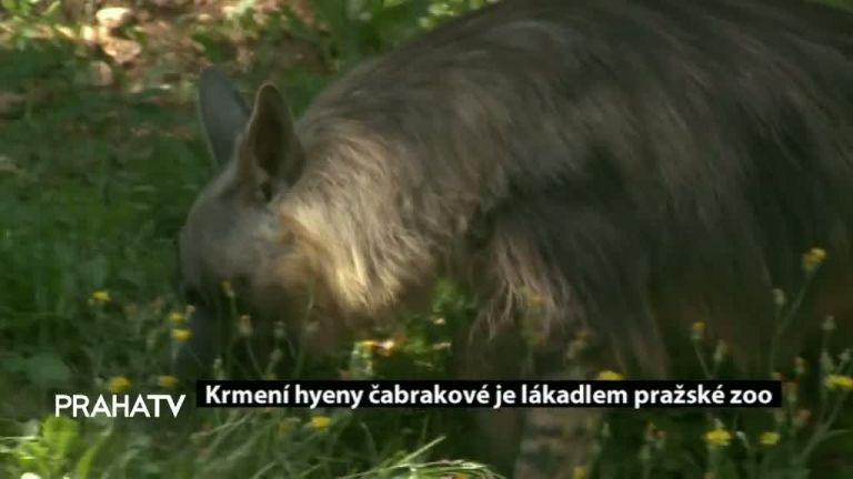 Krmení hyeny čabrakové je lákadlem pražské zoo