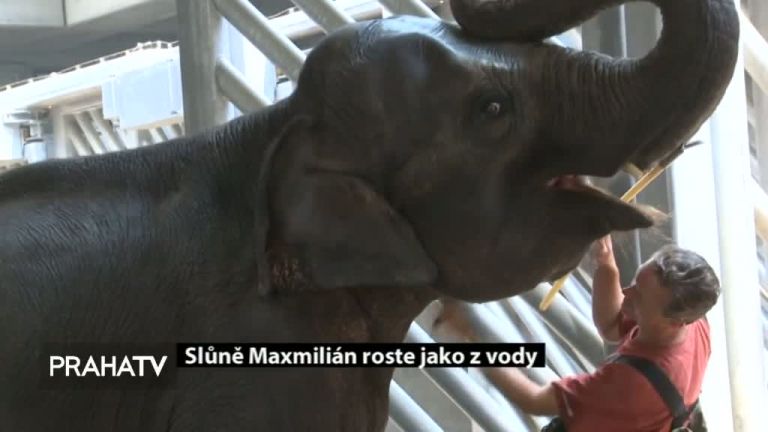 Slůně Maxmilián roste jako z vody