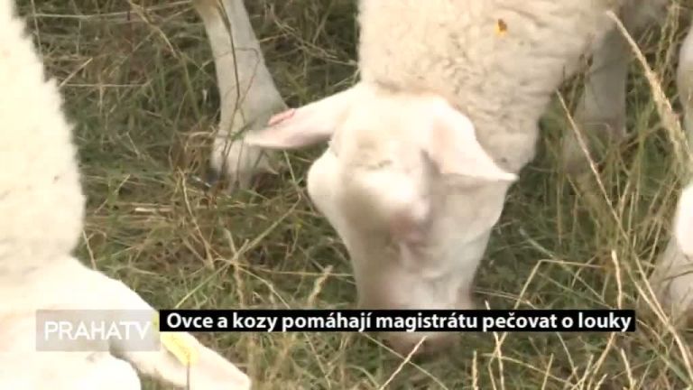 Ovce a kozy pomáhají magistrátu pečovat o louky