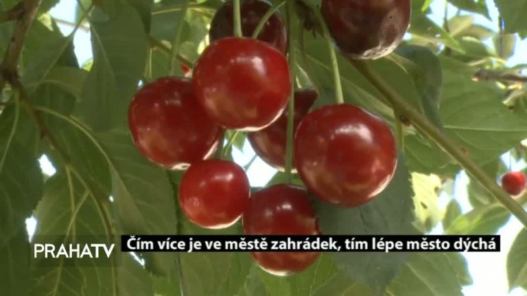 Čím více je ve městě zahrádek, tím lépe město dýchá