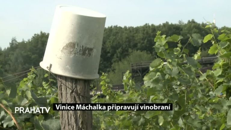 Vinice Máchalka připravují vinobraní