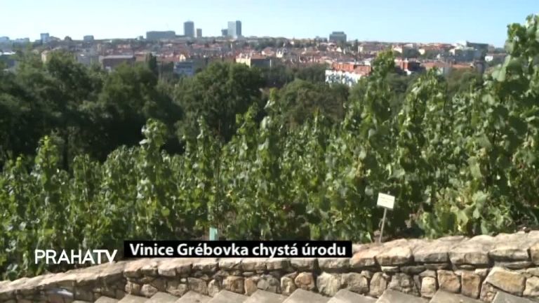 Vinice Grébovka chystá úrodu