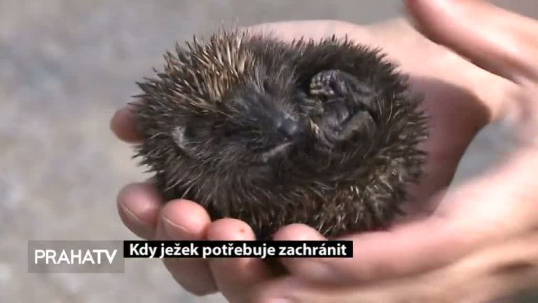 Kdy ježek potřebuje zachránit