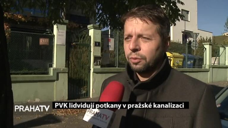 PVK lidvidují potkany v pražské kanalizaci