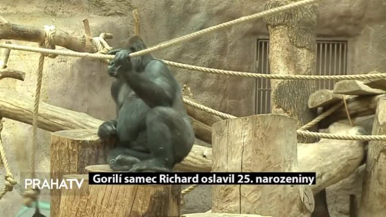 Gorilí samec Richar oslavil 25.narozeniny