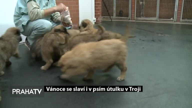  Vánoce se slaví i v psím útulku v Troji