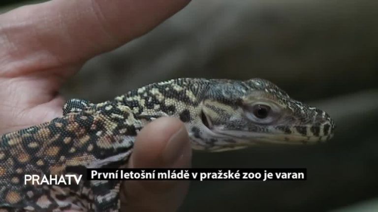 První letošní mládě v pražské zoo je varan