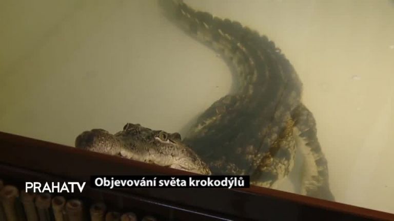 Objevování světa krokodýlů