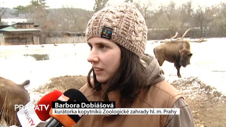 V pražské zoo krmí zvířata vánočními stromky