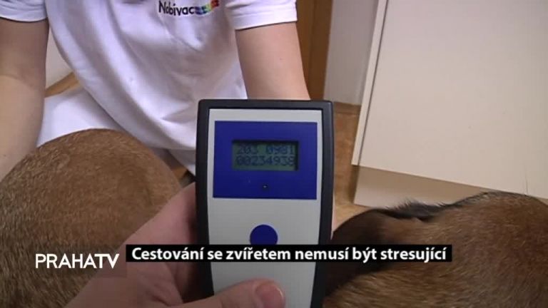 Cestování se zvířetem nemusí být stresující