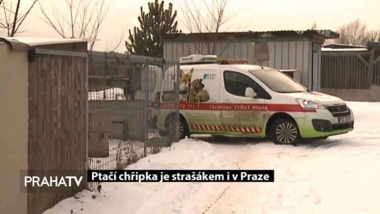 Ptačí chřipka je strašákem i v Praze