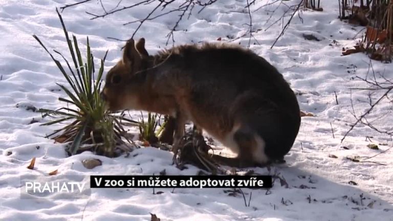 V zoo můžete adoptovat zvíře