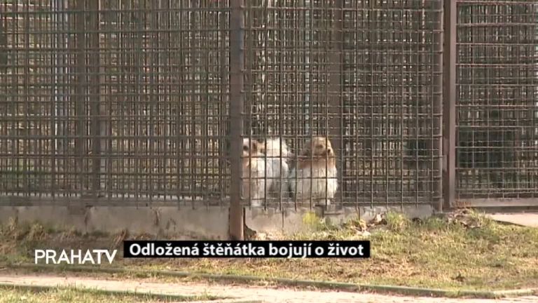 Odložená štěňátka bojují o život 
