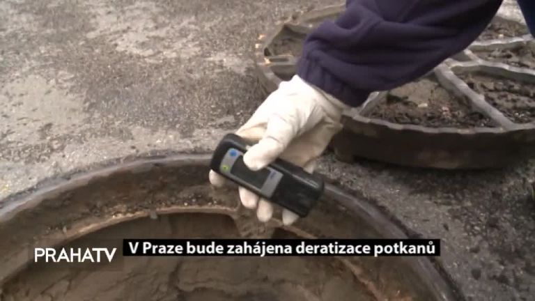 V Praze bude zahájena deratizace potkanů