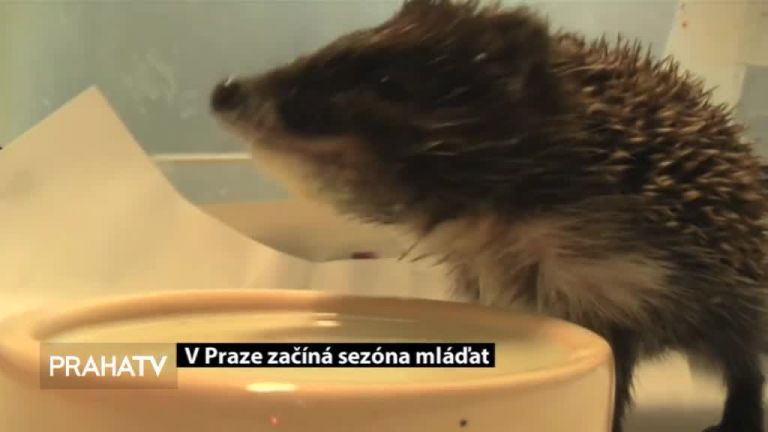V Praze začíná sezóna mláďat
