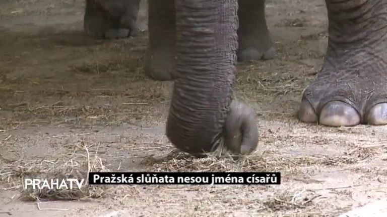 Pražská slůňata nesou jména císařů