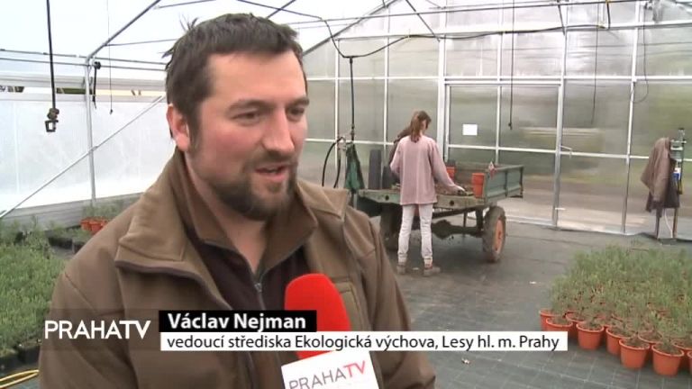 Pražské zahrady ozdobí sekvojovce