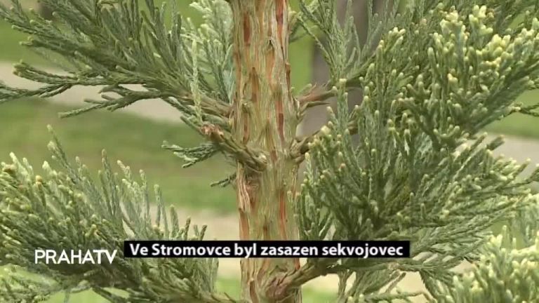 Ve Stromovce byl zasazen sekvojovec