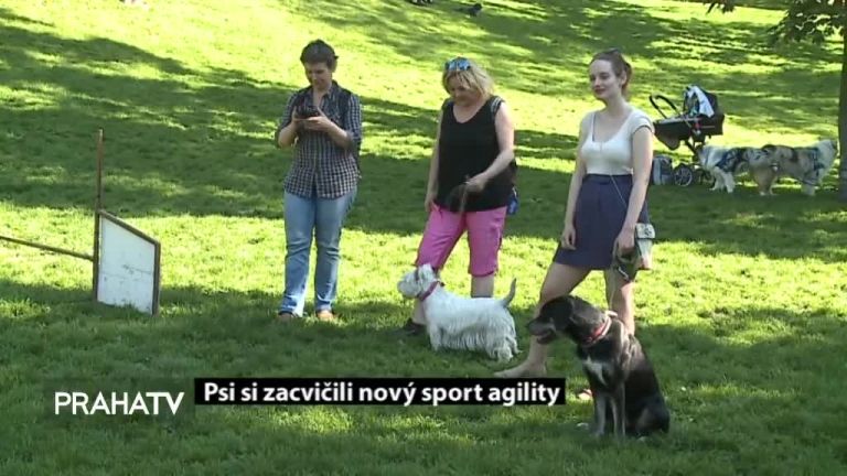 Psi si zacvičili nový sport agility