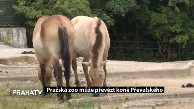 Pražská zoo může převézt koně Převalského 