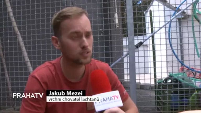 Archeologové v Praze objevili středověkou bránu