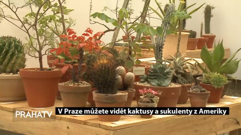V Praze můžete vidět kaktusy a sukulenty z Ameriky