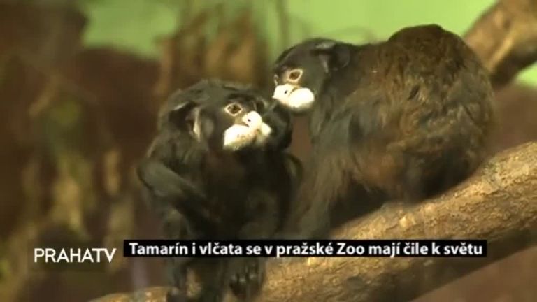 První pražská kompostárna nefunguje sama