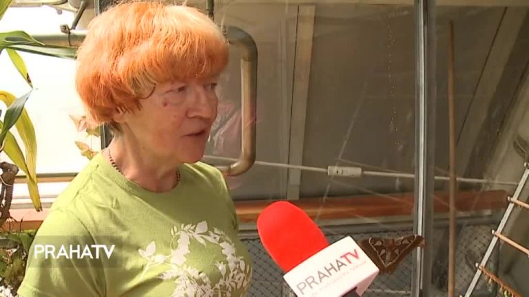 V botanické zahradě se vylíhli vzácní motýli