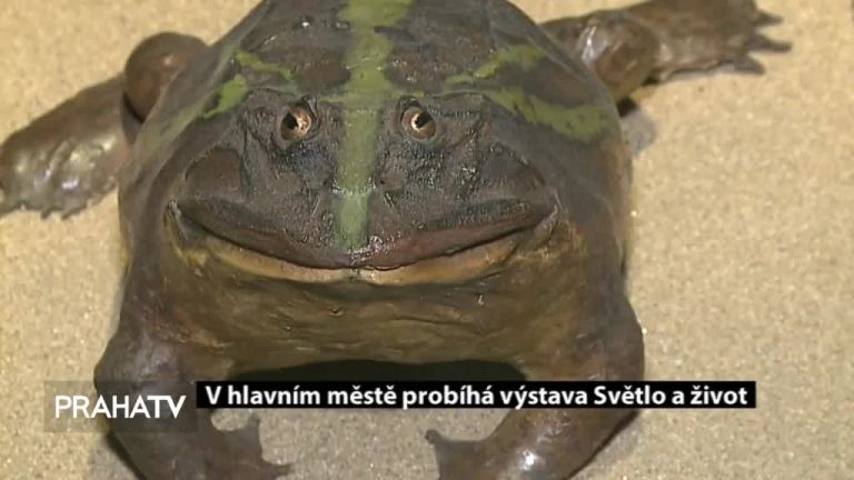 V hlavním městě probíhá výstava Světlo a život