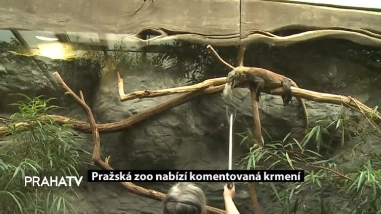 Pražská zoo nabízí komentovaná krmení