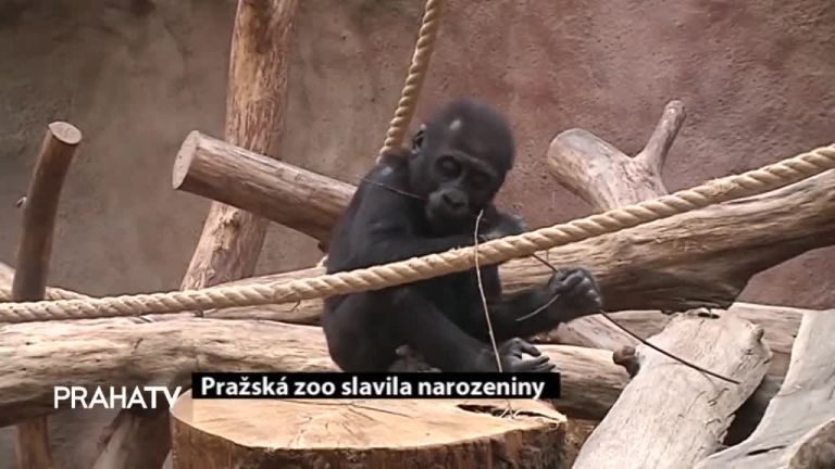 Pražská zoo slavila narozeniny