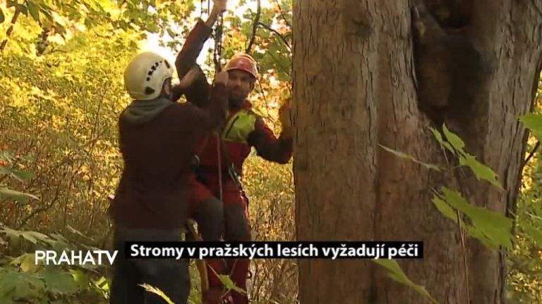 Stromy v pražských lesích vyžadují péči 