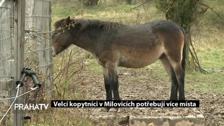 Velcí kopytníci v Milovicích potřebují více místa