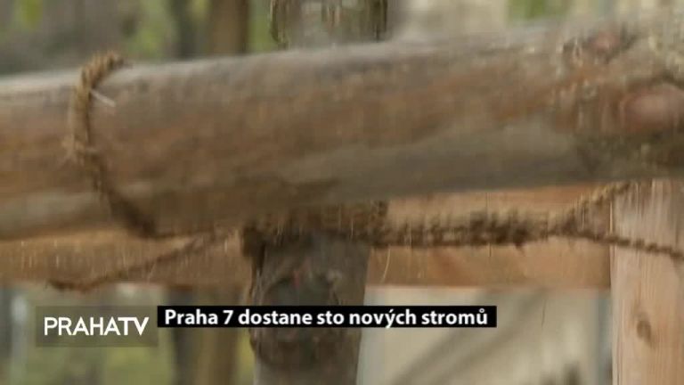Praha 7 dostane sto nových stromů 