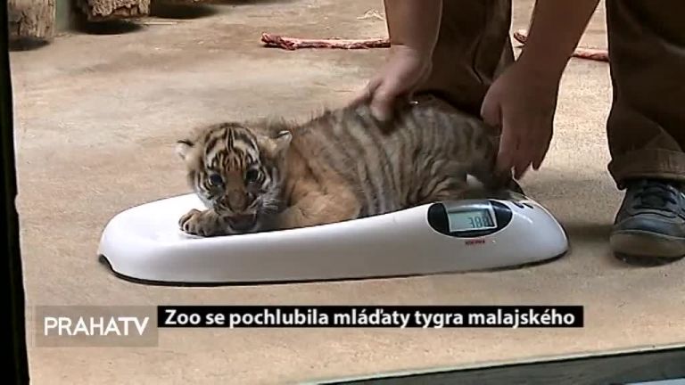 Zoo se pochlubila mláďaty tygra malajského