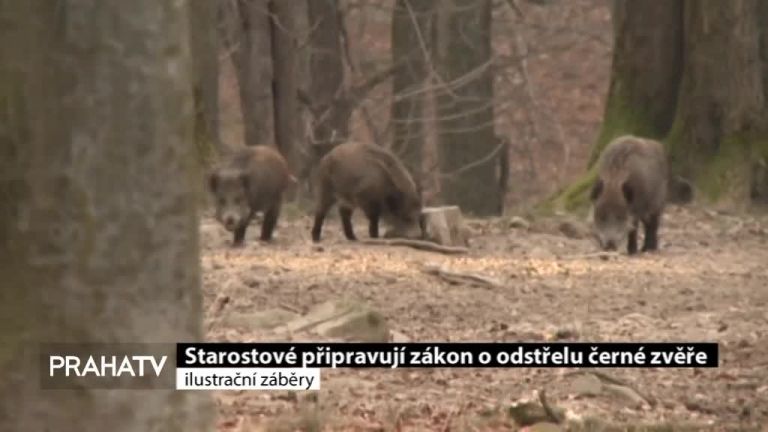 Starostové připravují zákon o odstřelu černé zvěře