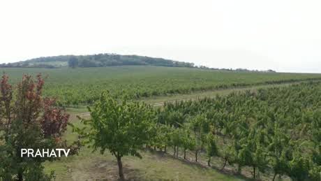 Potraviny z domoviny