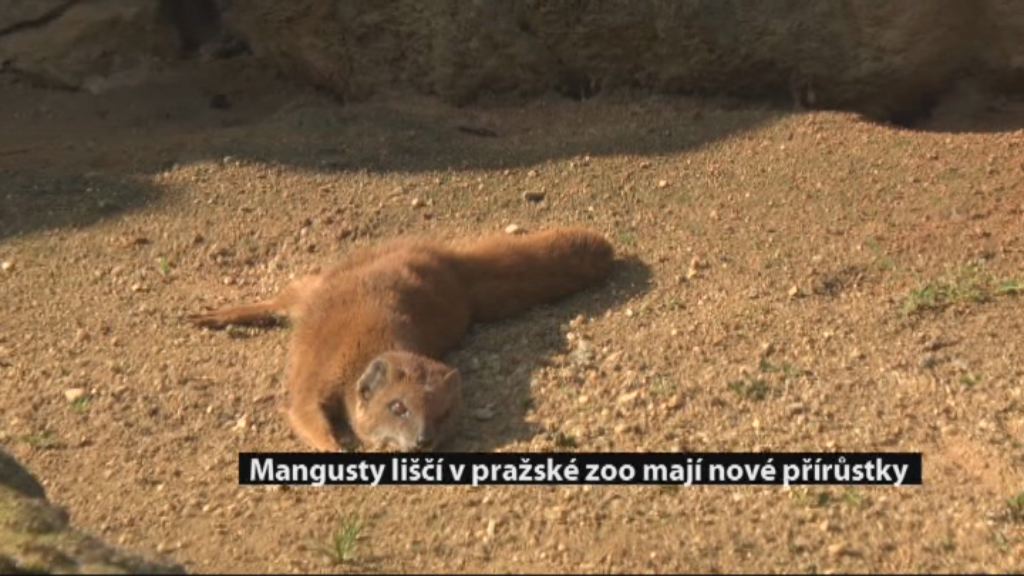 Zprávy z Prahy