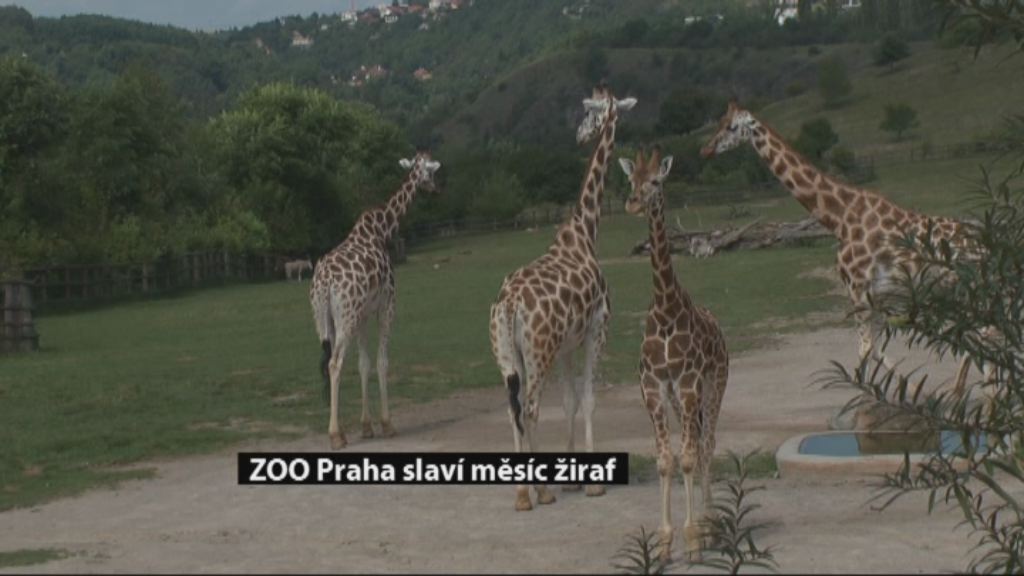 Zprávy z Prahy