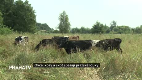 Zprávy
