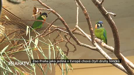 Zprávy